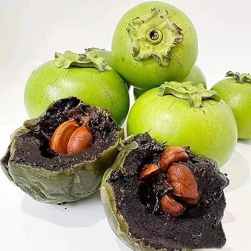 5 semi di Diospyros Digyna, Black Sapote Chocolate Budding Fruit, Plants, regali sostenibili per donne, semi di cachi neri, frutta, frutta a colonna, duri, semi