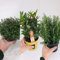 3 grandes mezclas de hierbas – Romero – Laurel Bay Tree – Tomillo – 14 cm plantas de calidad