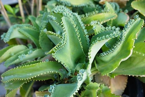 Nuevo Semillas frescas de planta Kalanchoe daigremontiana Aachondra