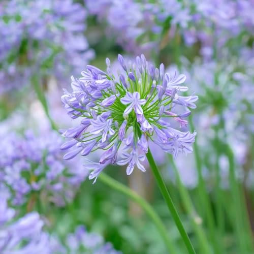 Semillas de plantas de agapanthus - lirio africano - Semillas de pradera de flores perennes, decoración de otoño, Semillas de plantas de lirio africano, plantas trepadoras resistentes, 300pcs