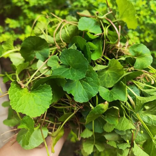 gotu kola pflanze samen - gartenkräuter pflanzen alte sorten alte sorten saatgut kräutersamen pflanzen für draußen winterhart blumenwiese samen kräutergarten balkon gartenblumen 100pcs