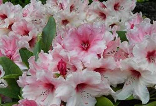 Ball-Rhododendron Marrakesch - Rhododendron yakushimanum Marrakesch (25-30)