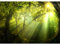Runa Art Papier peint intissé soleil forêt 352 x 250 cm Toison Mur XXL Tableaux Muraux Tapisserie Photo Décoration Murale Salon Chambre vert 9102011a