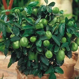 Vista 20 teile/beutel kaffir lime samen, limetten samen, (Citrus aurantifolia) organische Fruta Bonsai Topf obst lemon baum für hausgarten
