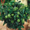 Vista 20 teile/beutel kaffir lime samen, limetten samen, (Citrus aurantifolia) organische Fruta Bonsai Topf obst lemon baum für hausgarten