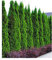 BALDUR Garten Lebensbaum-Hecke 'Smaragd', 20 Pflanzen Thuja occidentalis Smaragd, winterhart, mehrjährig, immergrün, Sichtschutz, anspruchslose Pflanze