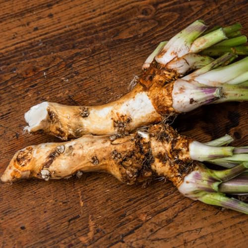 250 pz semi di rafano biologici copertura del terreno perenne e resistente, giardino di erbe aromatiche indoor sementi biologiche, antiche varietà di ortaggi, piante da balcone Piantare
