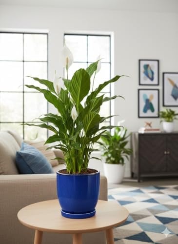 Spathiphyllum Einblatt 60cm hoch | Natürlicher Luftreiniger | Pflegeleichte Büropflanze