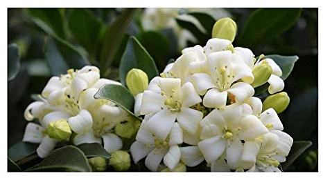 Stk - 10x Murraya paniculata Orangenraute Strauch Garten Pflanzen - Samen ID189 - Seeds & Plants Shop by Ipsa