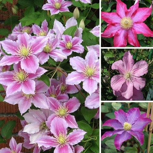 1 Pianta rampicante resistente in vaso, con fiori grandi rosa, di tipo Clematis.