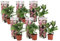 Plant in a Box - Hydrangea macroph. Rosa - Set de 6 - Hortensia rosa - Maceta 9cm - Altura 25-40cm
