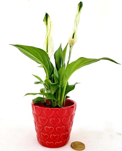 POWERS TO FLOWERS - SPATIFILLO MINI IN VASO CERAMICA CUORI, IDEALE PER ACCOMPAGNAMENTO ALLA SCRIVANIA, Piante vere