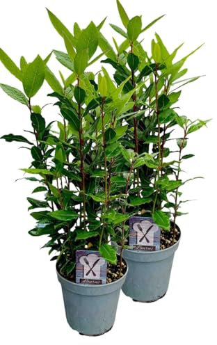 2er Set Lorbeer Pflanze, gewürzlorbeer, Laurus nobilis, im 15cm Topf