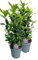 2er Set Lorbeer Pflanze, gewürzlorbeer, Laurus nobilis, im 15cm Topf