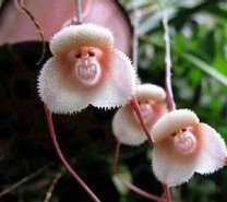 seltene Orchidee Samen, Schöne Affe Gesicht Orchideen Samen, mehrere Sorten Bonsai Samen 100 Stück / Pack