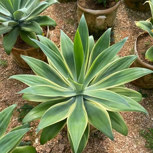 50 Pcs Agave Samen, Sukkulenten Samen, Garten Geschenk, Pflanzen Für Draußen Winterhart Agave Pflanze Samen - Agave Americana - Steingartenpflanzen Winterhart, Hydrokultur Pflanzen