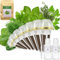 Gourmet Kräutersamenkapsel-Set für AeroGarden, idoo mit Basilikum, Petersilie, Thymian, Minze, Koriander, Dill, Oregano – kompatibel mit allen Hydrokulturen (7-Pod)