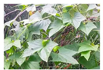 Pcs - 10x Cyclanthera Cordifolia Jardin Plantes - Graines ID1241 - Seeds & Plants Shop by Ipsa