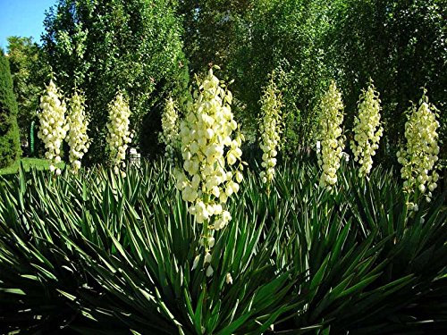 25 + semi Adams ago (Yucca filamentosa) arbusto ornamentale I77 (50 semi)