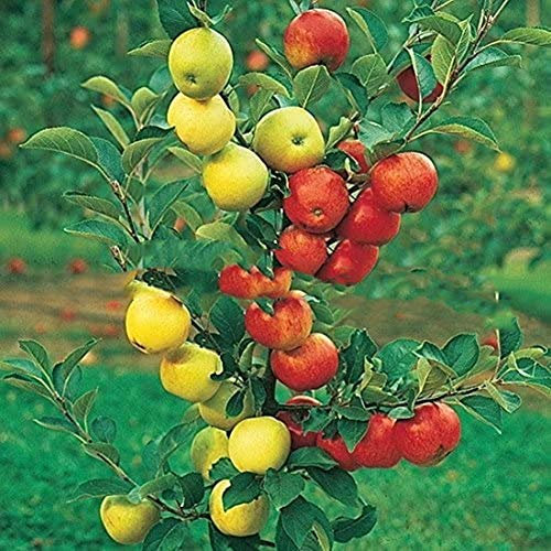 100 Apfelbaum Samen Dwarf Bonsai Apfelbaum MINI Fruchtsamen für zu Hause Garten Bepflanzung