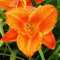 COOTO Garten Taglilien Winterhart Pflanze – Taglilie Rhizom Mauna Loa – Blumenzwiebeln Mehrjährig Winterhart - Pflanzen für Viele Jahre – Blumen Deko für Garten und Balkon