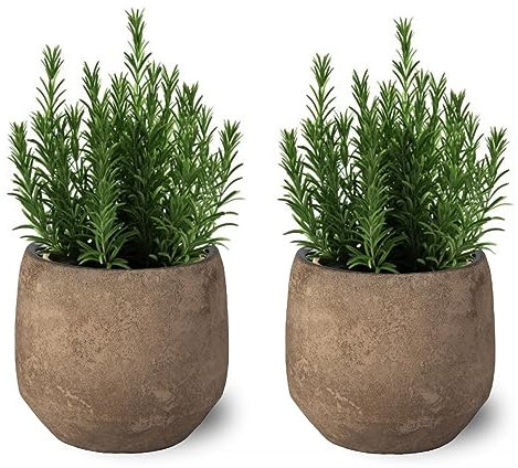 Pack de 2 Plantas Naturales de Romero - Hierba Aromática Interior y Exterior Fácil de Cuidar - Huerto Urbano y Jardín - Altura 20 cm - Maceta 10 cm (no incluye maceta cerámica)
