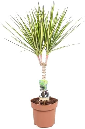 Árbol Dragón Natural Planta de Interior Resistente a Altas Temperaturas