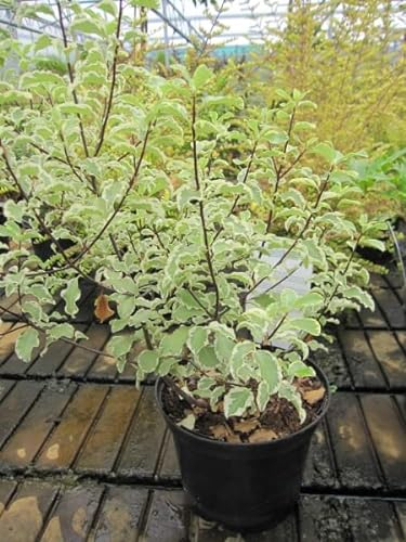 Schmalblättriger Klebsame Variegata - Pittosporum tenuifolium Argyrophyllum 40-60