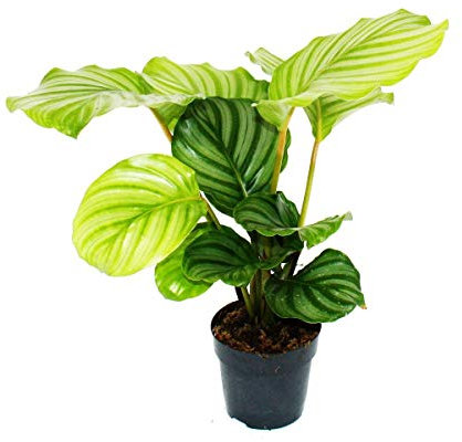 Exotenherz - Schattenpflanze im Zebra-Look - Calathea orbifolia - 12cm Topf - ca. 40cm hoch