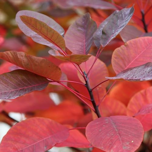 Plant Theory Grace Smoke Bush Cotinus Shrub Plant 2L Pot