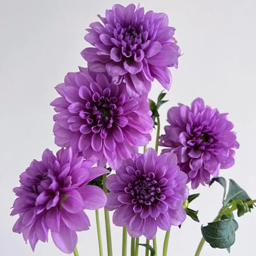 Dahlienzwiebeln Dahlien knollen winterhart rot Dahlien knollen winterhart Dahlien knollen großblumig winterhart