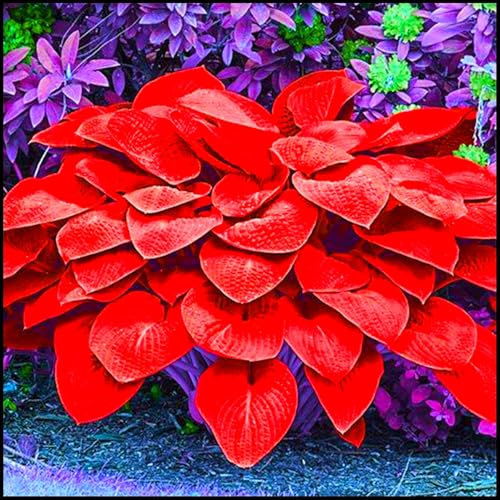 Excellent Display, Hosta Bulbs for Planting, Cut Flowers, Natural Organic, Wedding Flowers,Good for Containers-4 Bulbs-E