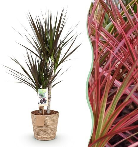 Green boutiQ - Zimmerpflanzen - Dracaena Magenta - Drachenbaum - Wenig Pflege - mit Korb - Rot - 1 Pflanze - Topf 17cm - Höhe 70-80cm