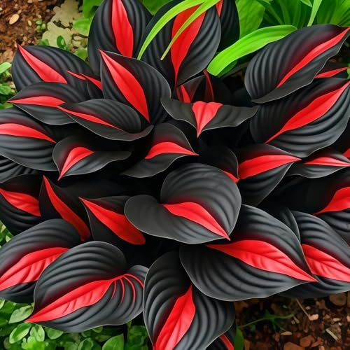 Blooming Gigante Rizoma Hosta-Richiede Poca manutenzione/Decorazione da Giardino/Iridescent,Resistente/Perfetto per chi è sempre indaffarato.-6Rizoma-H