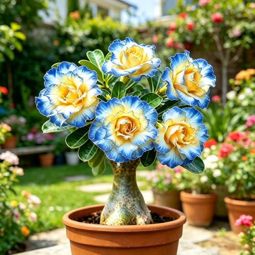 wüstenrosen kaufen - pflegeleicht zierpflanze mehrjährig 5rhizome
