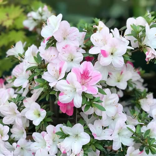 80 pcs rhododendron pflanze samen azalee winterhart, frühlingsblumen garten blumen, bienen wiese wiesenblumen samen, gartenpflanzen, blumensaat zierbaum winterhart, rhododendron pflanze,
