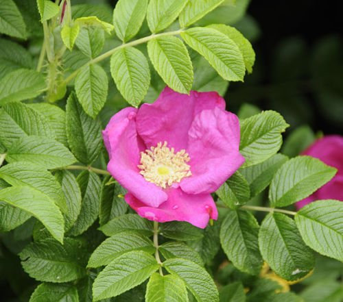 Rosa Rugosa-Rosensamen (Rosa Rugosa Pink), winterhart, schnell duftend I