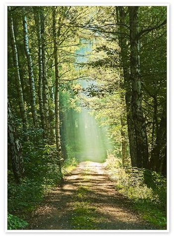 Weg ins Licht Poster von Moqui, Daniela Beyer 70 x 90 cm Grün Wandbilder Wanddeko