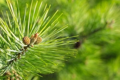 10st. Kiefer Pinus sylvestris 30-60cm Waldkiefer Wurzelware Forstpflanzen Nadelgehölze
