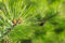 10st. Kiefer Pinus sylvestris 30-60cm Waldkiefer Wurzelware Forstpflanzen Nadelgehölze