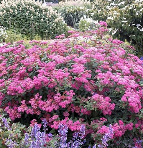 Sommerspierstrauch Double Play Artist 30-40cm - Spiraea japonica - lebende Gartenpflanze aus den Baumschulen
