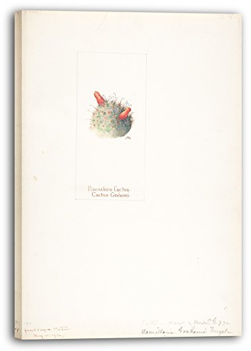 Printed Paintings Leinwand (80x120cm): Margaret Neilson Armstrong - Nadelkissen-Kaktus, Kaktus Gr