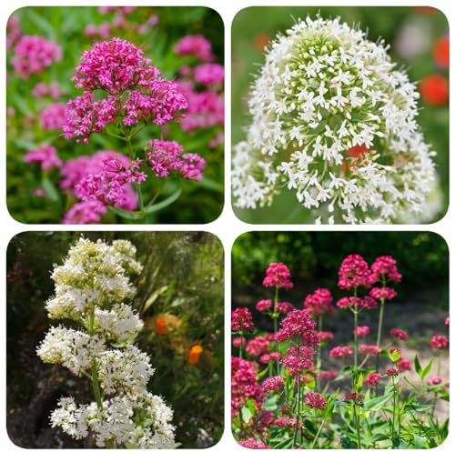 80 pcs spornblume pflanze samen, herbstblumen, samen zimmerpflanzen, Centranthus ruber, wildblumenwiese saatgut mehrjährig, seed bodendecker samen winterhart, gartenpflanzen winterhart