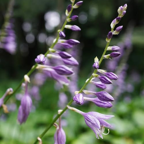 10 pcs funkien pflanze winterhart samen - blumen pflanzen ostergeschenke hosta pflanze - Hosta plantaginea - samen winterhart garten geschenke blumensamen garten blumensamen geschenk