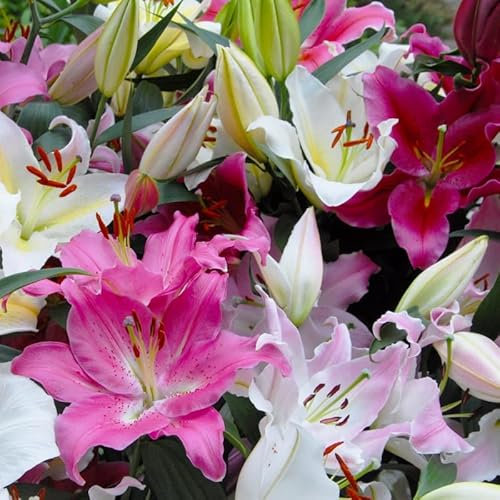 Lilie Oriental Mix | 5 Stück | Gemischt | Duftend | verwildernd | Schnittblume | Rarität | 100% Blütegarantie