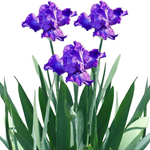 200 Stück/Beutel Iris-Samen, einfach zu pflanzen, intensiver Irisduft, Ernte, Gartenpflanzen, Samen für Hof, 2 Iris Germanica Samen für Frauen, Männer, Kinder, Anfänger, Gärtner Geschenk