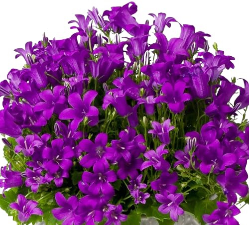 Campanilla o Campanula Planta Natural Resistente y Exótica