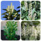 80 piezas Semillas de laurel cerezo, plantas de laurel cerezo, Regalo resistente de arbustos para los amantes del jardín. Prunus laurocerasus, Flores de balcón regalos de Pascua regalos