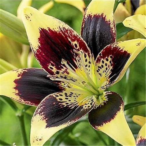 PAKCELL Lilien zwiebeln winterhart mehrjährig - lilien zwiebeln mix - lilium oriental-2zwiebeln-D