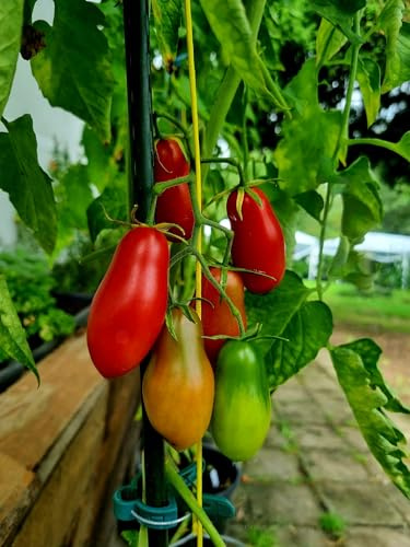 Himmelstürmer Tomate 10 Samen - Riesen Tomatenpflanze - Bis zu 6 Meter